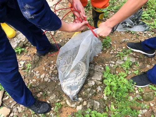 网友爆料出现大蟒蛇视频  第2张
